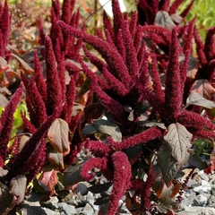 Amaranto Vermelho Anão - Amaranto Pygmy Torch - Amaranthus sanguineus nano - Sementes na internet