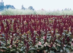 Amaranto Vermelho Anão - Amaranto Pygmy Torch - Amaranthus sanguineus nano - Sementes