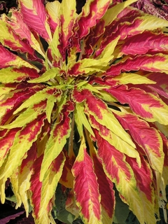 Amaranto Illumination (Iluminação) - Flor