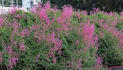 Amor Agarradinho rosa - Flor - Trepadeira - Pasto apicola - Plantamundo