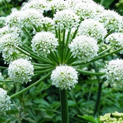 Angelica - Angelica archangelica - Erva do Espirito Santo - Flor - Medicinal