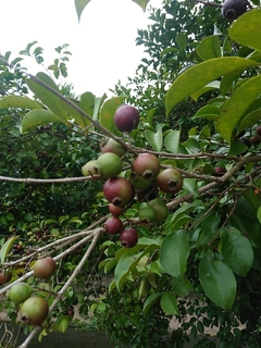 Araça Roxo - Psidium myrtoides - comprar online