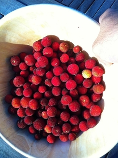 Medronheiro - Arbutus unedo- Frutifera na internet