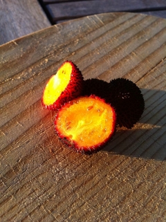 Medronheiro - Arbutus unedo- Frutifera - comprar online