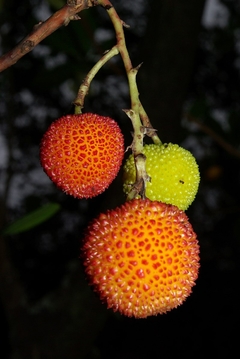 Medronheiro - Arbutus unedo- Frutifera - loja online