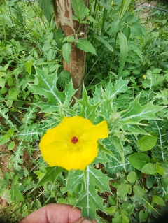 Cardo Santo - Papoula Mexicana - Papolua amarela - Argemone mexicana - comprar online