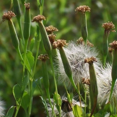 Papalo - Coenro boliviano - Arnica Brasileira - Porophyllum ruderale - Erva culinária e Medicinal - comprar online