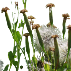 Papalo - Coenro boliviano - Arnica Brasileira - Porophyllum ruderale - Erva culinária e Medicinal