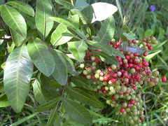 Aroeira Vermelha - Árvore da Pimenta Rosa - Schinus terebinthifolius na internet