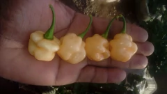 Pimenta Arriba Saia - Capsicum chinense