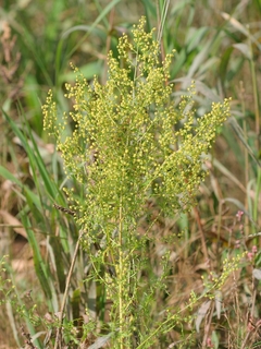 Artemisia annua - Artemisia Doce - Erva Medicinal - 30 Sementes