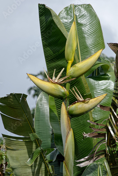 Árvore do Viajante da Amazônia