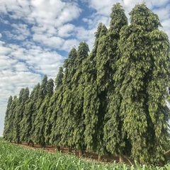 Chopalla - Árvore Mastro - Polyalthia longifolia - Sementes - Plantamundo