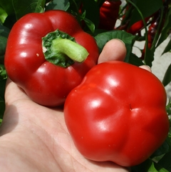 Pimenta Ashe County- Capsicum annuum - comprar online