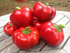 Pimenta Ashe County- Capsicum annuum na internet