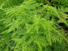 Aspargo Samambaia - Samambaia Melindre -Asparagus setaceus - comprar online