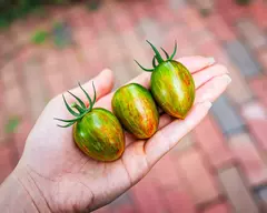 Tomate Atomic Grape - Um dos mais lindos do mundo!! na internet