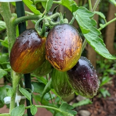Tomate Atomic Grape - Um dos mais lindos do mundo!! - comprar online