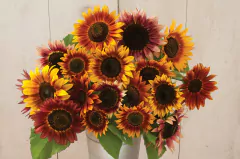 Girassol Autumn Beauty - Beleza Outonal - comprar online