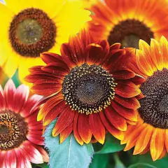 Girassol Autumn Beauty - Beleza Outonal