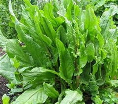 Azedinha - Planta revesteriol - Rumex acetosa - PANC - 100 SEMENTES - comprar online