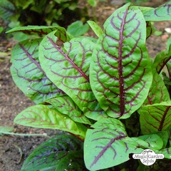 Azedinha Vermelha - Rumex sanguineus - PANC - comprar online