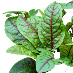 Azedinha Vermelha - Rumex sanguineus - PANC