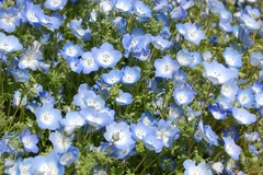 BABY BLUE EYES - Nemophila menziesii - Sementes - comprar online