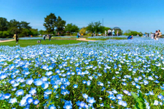 BABY BLUE EYES - Nemophila menziesii - Sementes