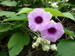 Baby Woodrose - Argyrea nervosa - Sementes - comprar online