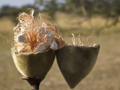 Baobá Africano - Adansonia digitata - Mudas na internet