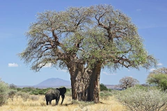 Baobá Africano - Adansonia digitata - Plantamundo