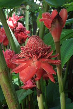 Bastão do Imperador VERMELHO - Etlingera elatior - Ginger - Flor - PANC - loja online