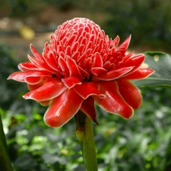 Imagem do Bastão do Imperador VERMELHO - Etlingera elatior - Ginger - Flor - PANC