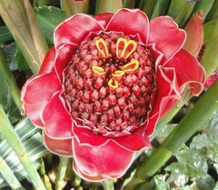 Bastão do Imperador VERMELHO - Etlingera elatior - Ginger - Flor - PANC - Plantamundo