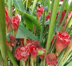 Bastão do Imperador VERMELHO - Etlingera elatior - Ginger - Flor - PANC na internet