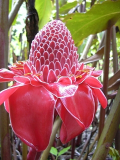 Bastão do Imperador VERMELHO - Etlingera elatior - Ginger - Flor - PANC - comprar online