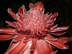 Bastão do Imperador VERMELHO - Etlingera elatior - Ginger - Flor - PANC