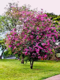 Pata de Vaca Roxa - Bauhinia purpurea- Árvore - Sementes na internet