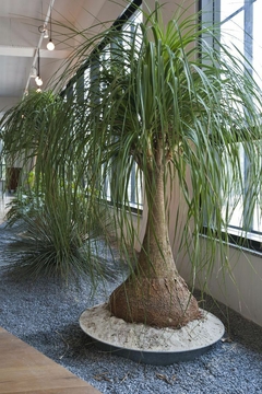 Pata De Elefante - Beaucarnea Recurvata - Palmeira