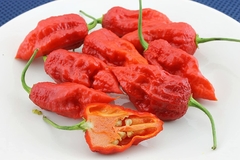 Bhut Jolokia - Já foi a pimenta mais ardida do mundo!!