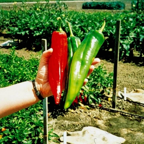 Pimenta Numex Big Jim - A maior do mundo. Guinness Recorde