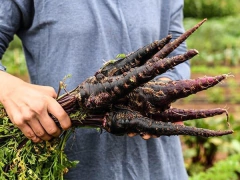 Cenoura Black Nebula - 50 sementes na internet