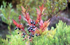 Blueberry - Mirtilo - Vaccinium myrtillus na internet