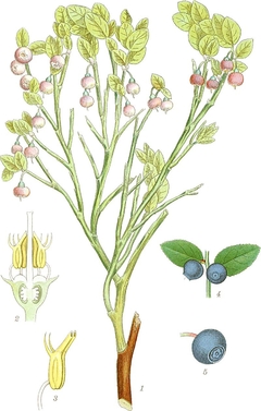 Blueberry - Mirtilo - Vaccinium myrtillus - comprar online