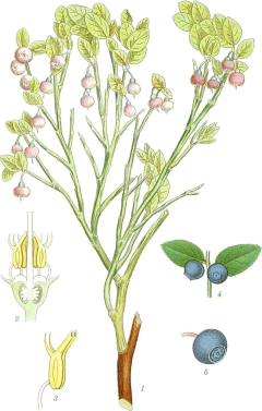 Blueberry - Mirtilo - Vaccinium myrtillus - comprar online