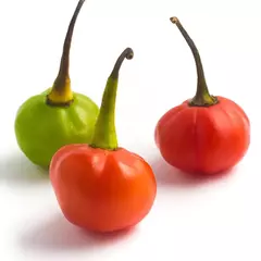 Imagem do Combo de sementes Pimenta de Bode Vermelha - Amarela - Laranja - Capsicum annuum - Sementes