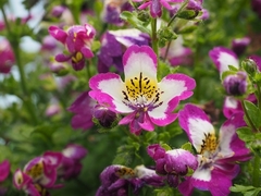 Borboletinha - Assas de Anjeo - Schizanthus - Flor - Sementes na internet