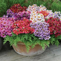 Borboletinha - Assas de Anjeo - Schizanthus - Flor - Sementes - comprar online