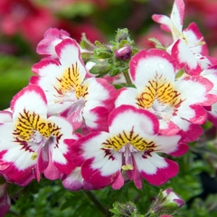 Borboletinha - Assas de Anjeo - Schizanthus - Flor - Sementes - Plantamundo